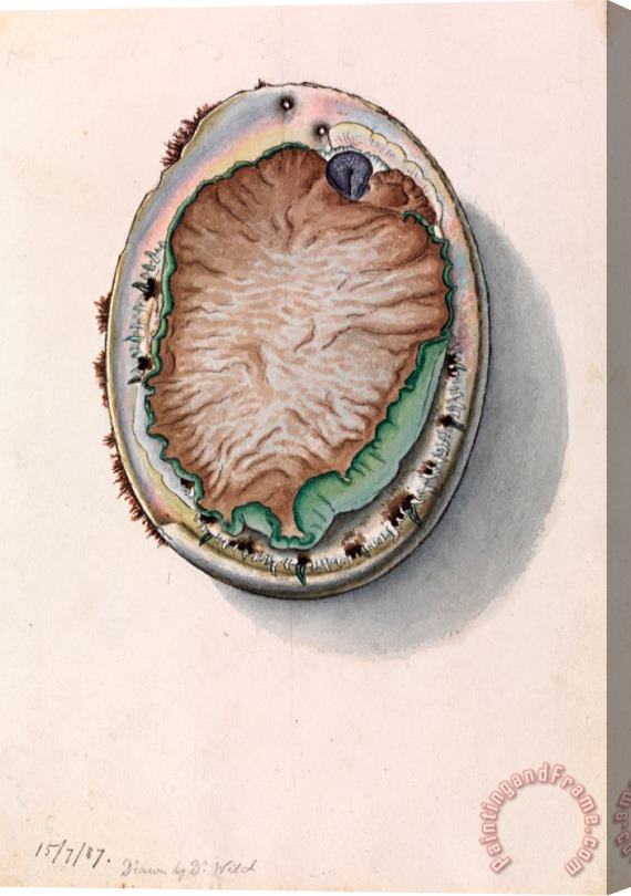 John James Wild Green Lipped Abalone, Haliotis Laevigata Stretched Canvas Print / Canvas Art