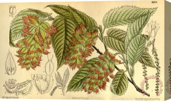 John Nugent Fitch Carpinus Japonica, Betulaceae Stretched Canvas Painting / Canvas Art