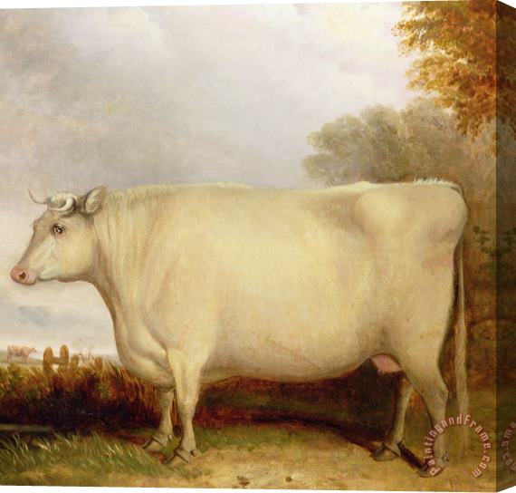 John Vine White Short-horned Cow In A Landscape Stretched Canvas Painting / Canvas Art