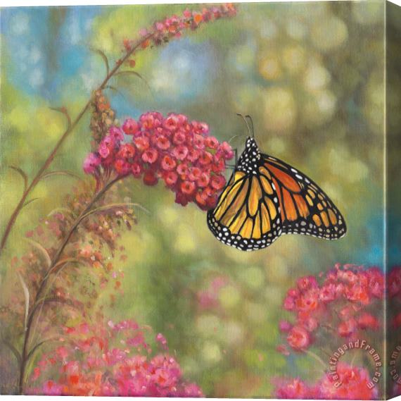 John Zaccheo Monarch Butterfly Stretched Canvas Painting / Canvas Art
