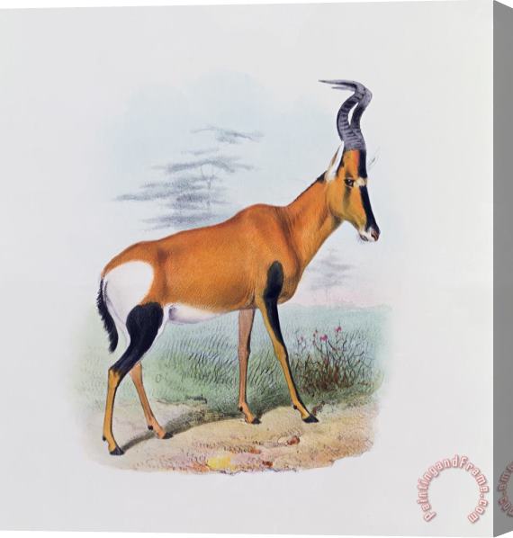 Joseph Wolf Antelope Stretched Canvas Print / Canvas Art