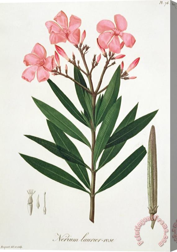 L F J Hoquart Oleander From 'phytographie Medicale' By Joseph Roques Stretched Canvas Print / Canvas Art