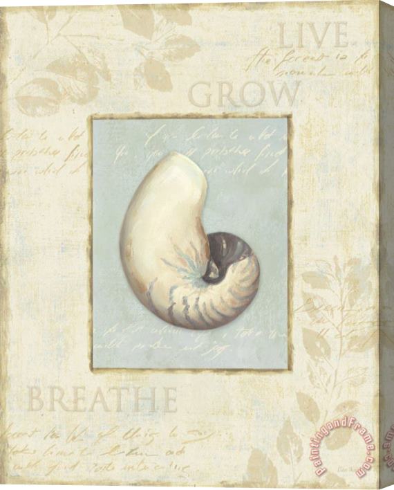 Lisa Audit Soothing Words Shells II Stretched Canvas Painting / Canvas Art