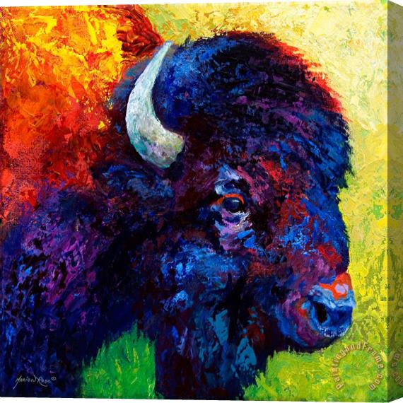Marion Rose Bison Head Color Study III Stretched Canvas Painting / Canvas Art
