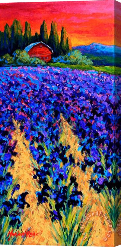Marion Rose Iris Farm Stretched Canvas Painting / Canvas Art