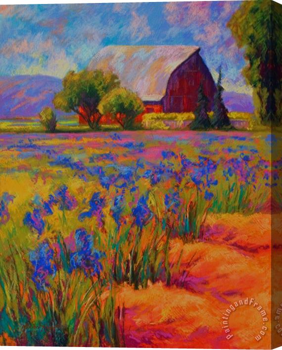 Marion Rose Iris Field Stretched Canvas Painting / Canvas Art