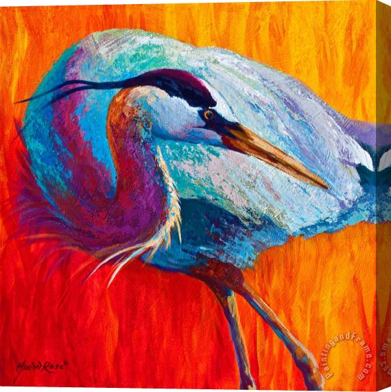 Marion Rose Second Glance - Great Blue Heron Stretched Canvas Print / Canvas Art