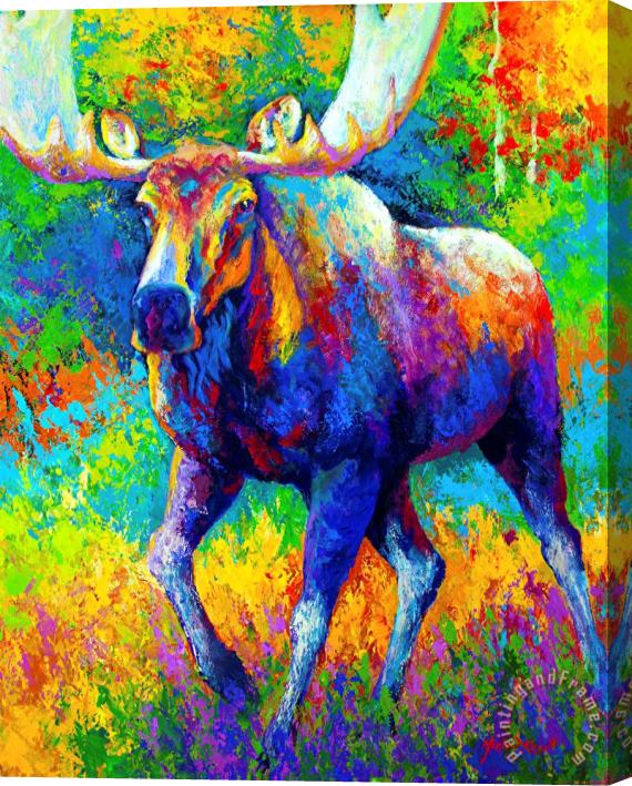 Marion Rose The Urge To Merge - Bull Moose Stretched Canvas Print / Canvas Art