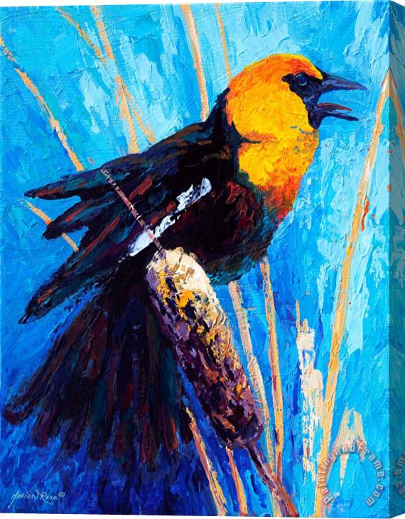 Marion Rose Yellow Headed Blackbird Stretched Canvas Print / Canvas Art