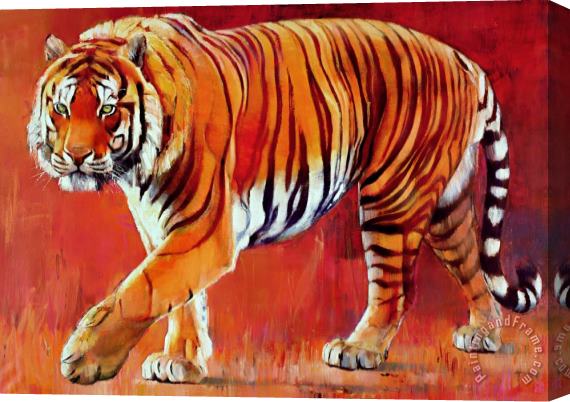 Mark Adlington Bengal Tiger Stretched Canvas Painting / Canvas Art
