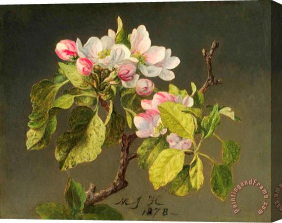 Martin Johnson Heade A Branch of Apple Blossoms And Buds Stretched Canvas Painting / Canvas Art