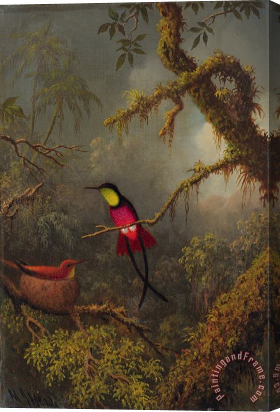 Martin Johnson Heade A Pair of Nesting Crimson Topaz Hummingbirds Stretched Canvas Painting / Canvas Art