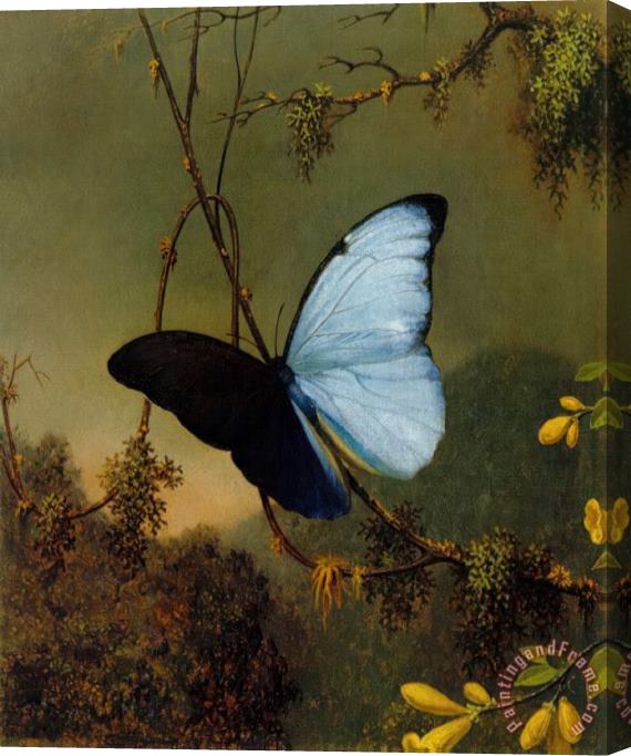 Martin Johnson Heade Blue Morpho Butterfly Stretched Canvas Painting / Canvas Art
