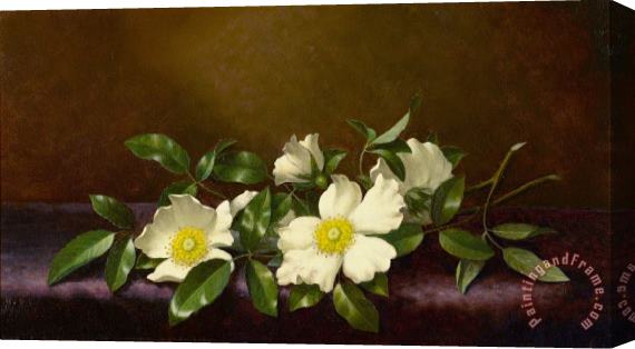 Martin Johnson Heade Cherokee Roses on a Purple Cloth Stretched Canvas Painting / Canvas Art