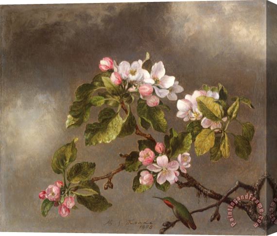 Martin Johnson Heade Hummingbird And Apple Blossoms Stretched Canvas Print / Canvas Art