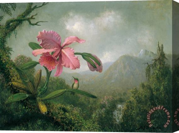Martin Johnson Heade orchid and hummingbird near a mountain waterfall Stretched Canvas Print / Canvas Art