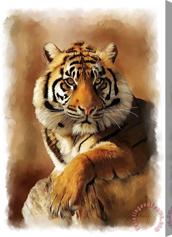 Michael Greenaway Tiger Portrait Stretched Canvas Painting / Canvas Art