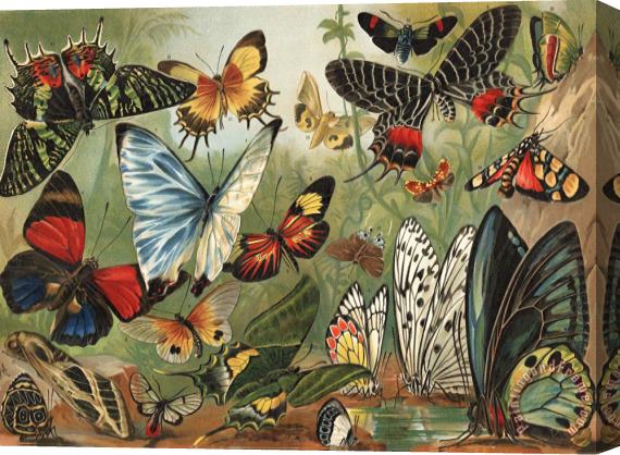 Mutzel Butterflies 2 Stretched Canvas Painting / Canvas Art