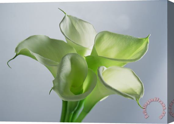 Norman Hollands Four Arum Lilies Stretched Canvas Painting / Canvas Art