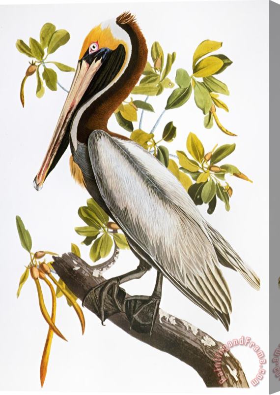 Others Audubon: Pelican Stretched Canvas Print / Canvas Art