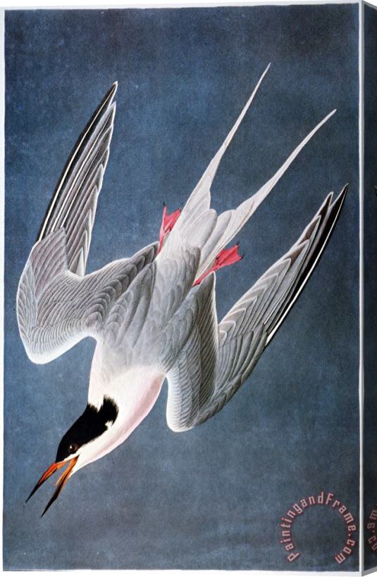 Others Audubon: Tern Stretched Canvas Print / Canvas Art