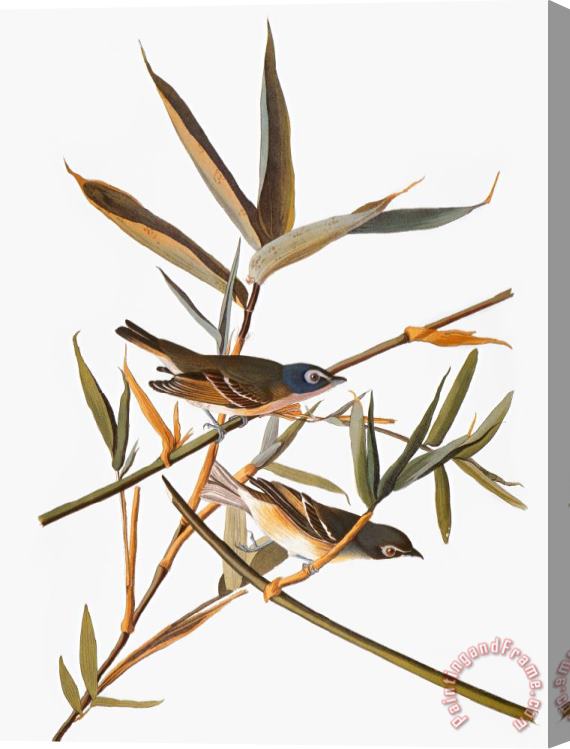 Others Audubon: Vireo Stretched Canvas Print / Canvas Art