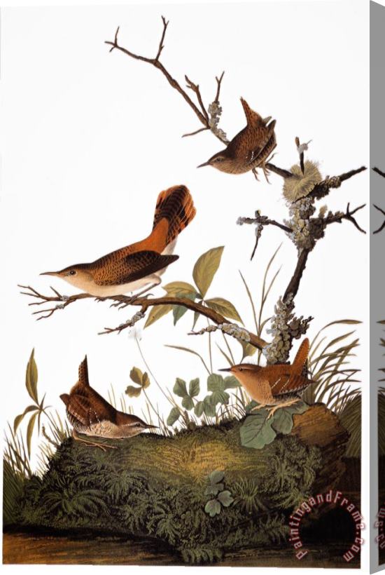 Others Audubon: Wren Stretched Canvas Print / Canvas Art