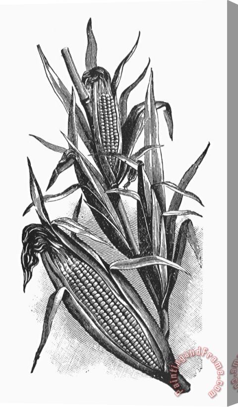 Others Botany: Corn Stretched Canvas Print / Canvas Art