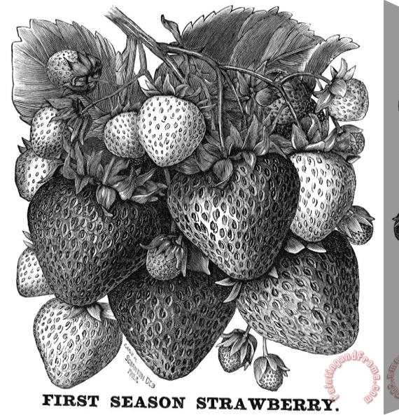 Others Botany: Strawberry Bush Stretched Canvas Print / Canvas Art