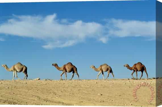 Others Camel Train Stretched Canvas Print / Canvas Art