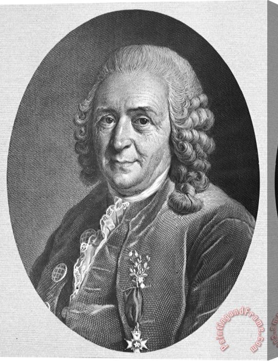 Others Carolus Linnaeus Stretched Canvas Print / Canvas Art
