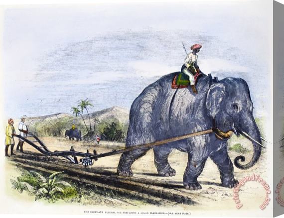 Others Elephant Plowing, 1847 Stretched Canvas Print / Canvas Art