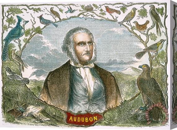 Others John James Audubon Stretched Canvas Print / Canvas Art
