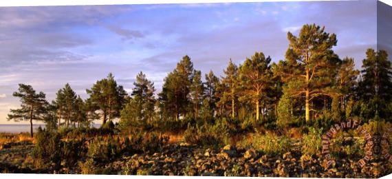 Others National Park Valaamsky Stretched Canvas Print / Canvas Art