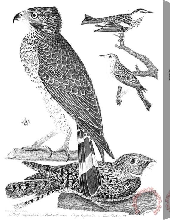 Others Ornithology, 1808-1814 Stretched Canvas Print / Canvas Art