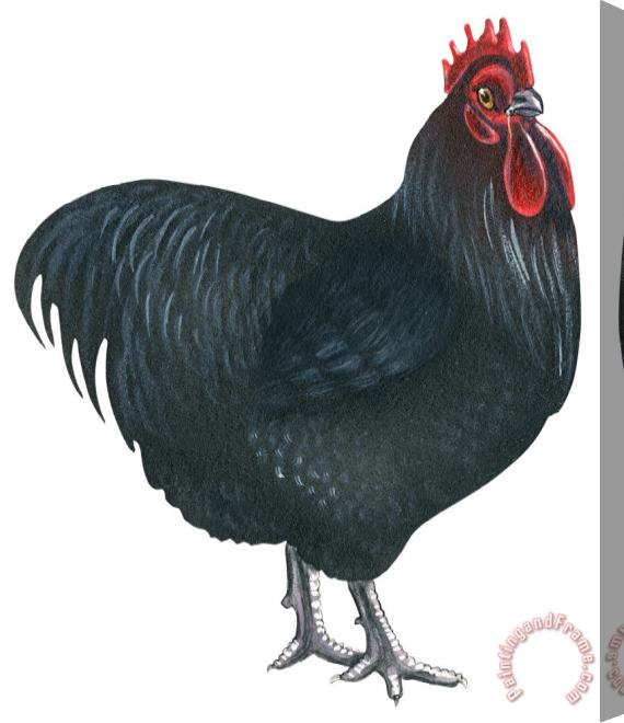 Others Orpington Rooster Stretched Canvas Print / Canvas Art