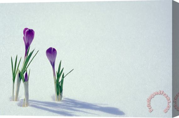 Others Spring Crocuses In Snow Stretched Canvas Print / Canvas Art