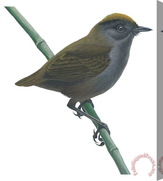 Others Wrenthrush Stretched Canvas Print / Canvas Art