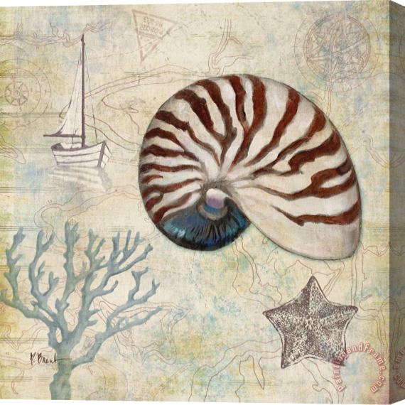 Paul Brent Discovery Shell I Stretched Canvas Painting / Canvas Art