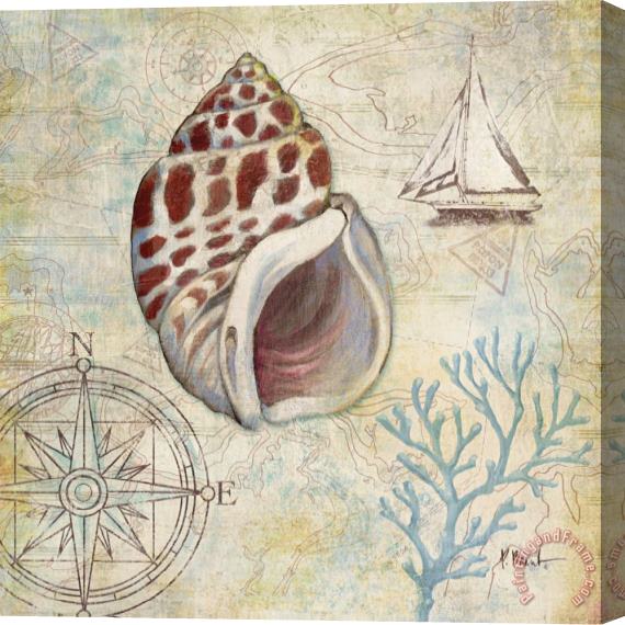 Paul Brent Discovery Shell Iv Stretched Canvas Painting / Canvas Art