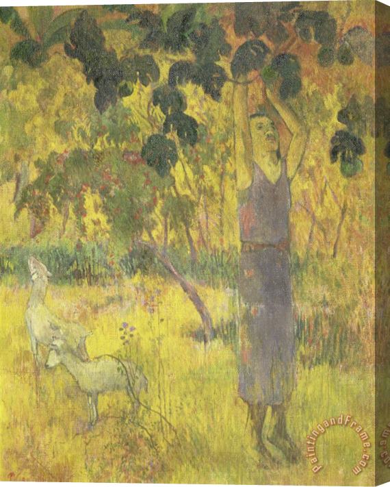 Paul Gauguin Man Picking Fruit From a Tree Stretched Canvas Print / Canvas Art