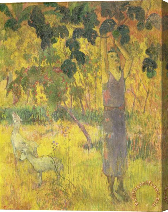 Paul Gauguin Picking Fruit from a Tree Stretched Canvas Print / Canvas Art