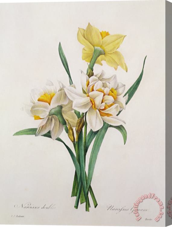 Pierre Joseph Redoute Narcissus Gouani Stretched Canvas Print / Canvas Art