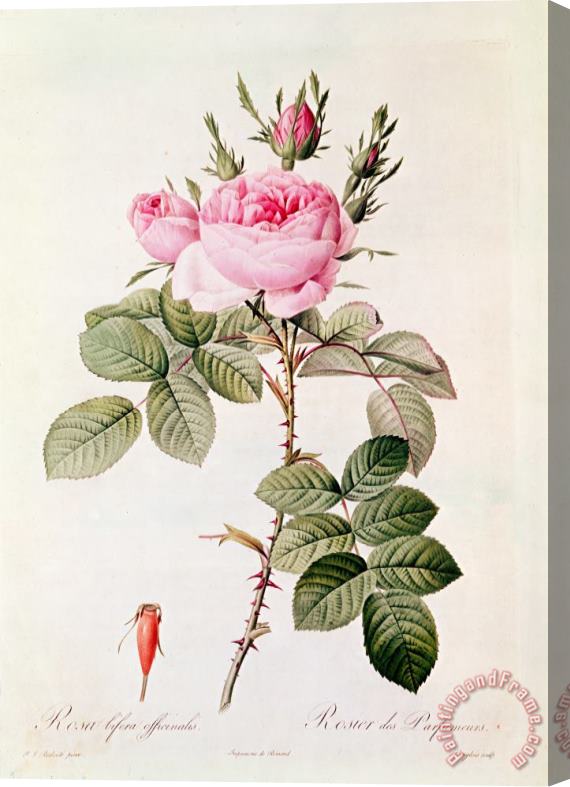 Pierre Joseph Redoute Rosa Bifera Officinalis Stretched Canvas Print / Canvas Art