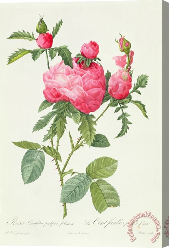 Pierre Joseph Redoute Rosa Centifolia Prolifera Foliacea Stretched Canvas Print / Canvas Art