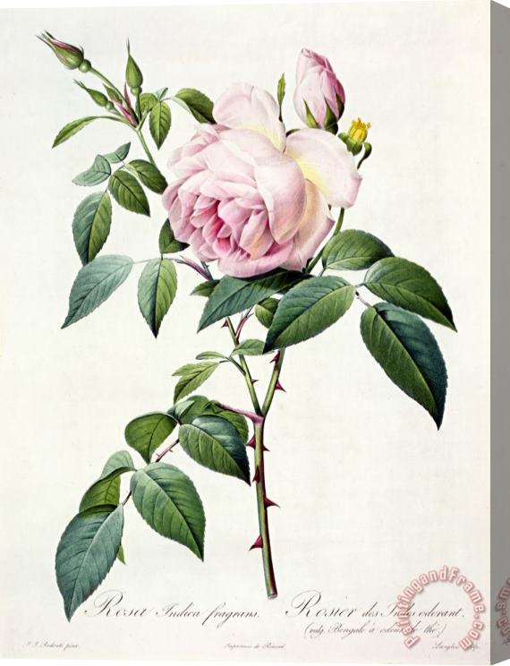 Pierre Joseph Redoute Rosa Indica Fragrans Stretched Canvas Painting / Canvas Art
