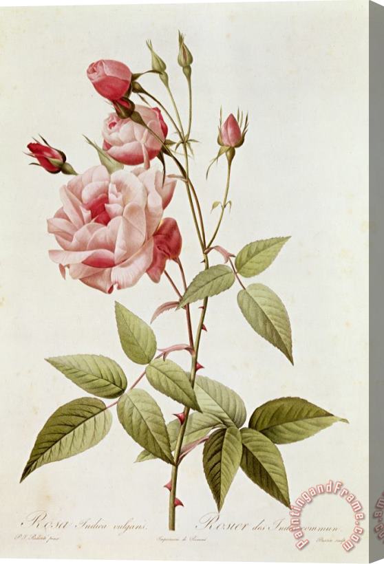Pierre Joseph Redoute Rosa Indica Vulgaris Stretched Canvas Painting / Canvas Art