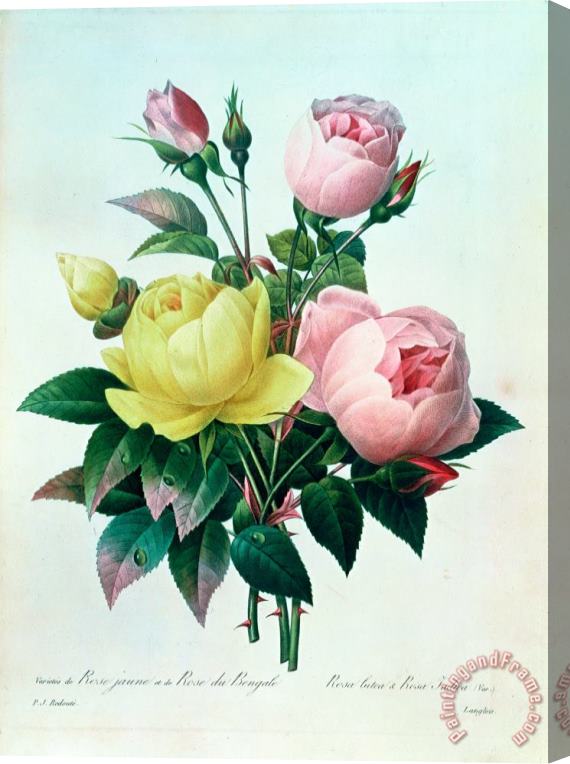 Pierre Joseph Redoute Rosa Lutea and Rosa Indica Stretched Canvas Painting / Canvas Art