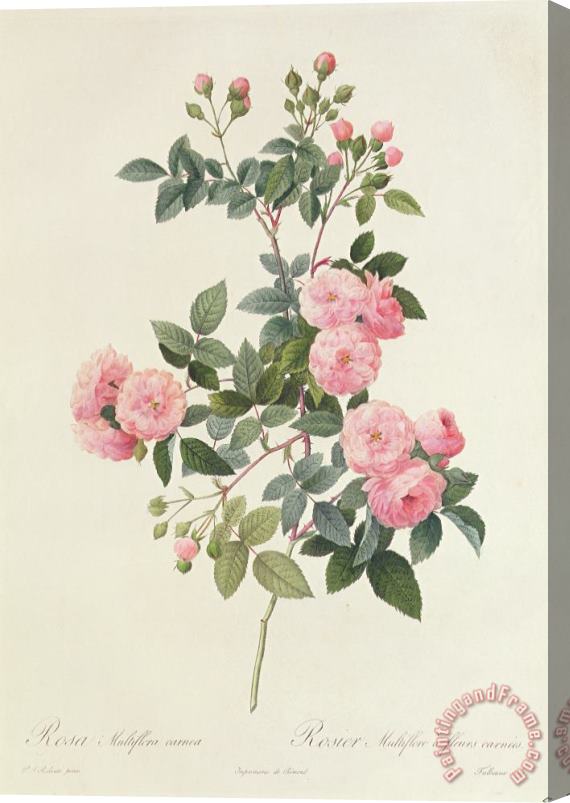 Pierre Joseph Redoute Rosa Multiflora Carnea Stretched Canvas Painting / Canvas Art