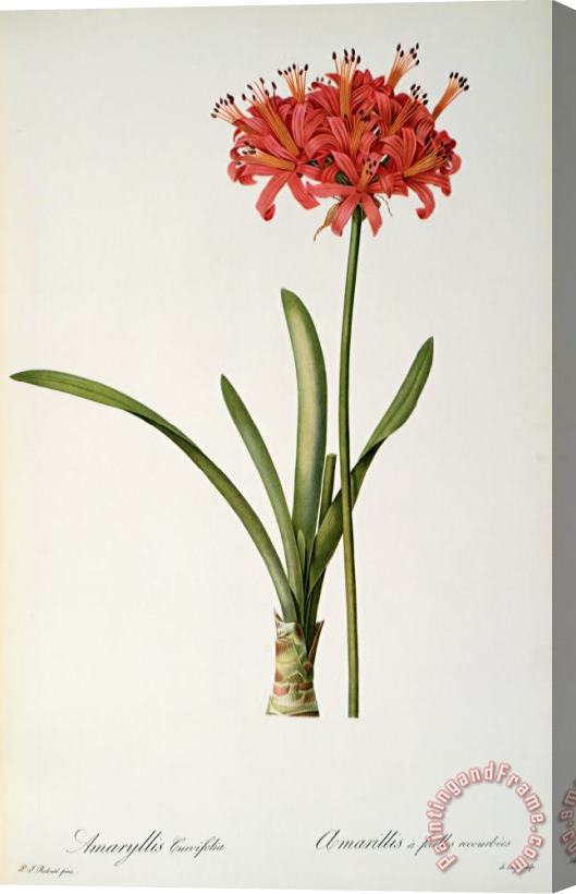 Pierre Redoute Amaryllis Curvifolia Stretched Canvas Painting / Canvas Art
